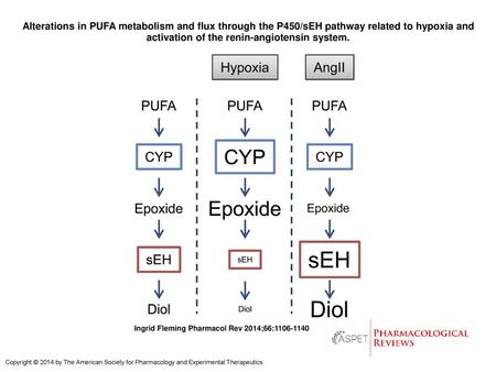 Alterations in PUFA metabolism and flux through the P450/sEH pathway related to hypoxia and activation of the renin-angiotensin system. Alterations in.