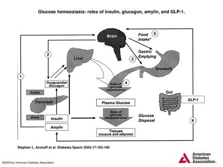 Glucose homeostasis: roles of insulin, glucagon, amylin, and GLP-1.