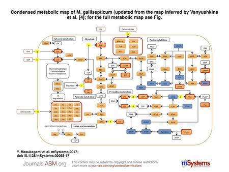 Condensed metabolic map of M