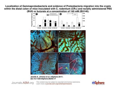 Localization of Gammaproteobacteria and evidence of Proteobacteria migration into the crypts within the distal colon of mice inoculated with C. rodentium.