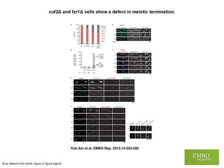 cuf2Δ and fzr1Δ cells show a defect in meiotic termination.