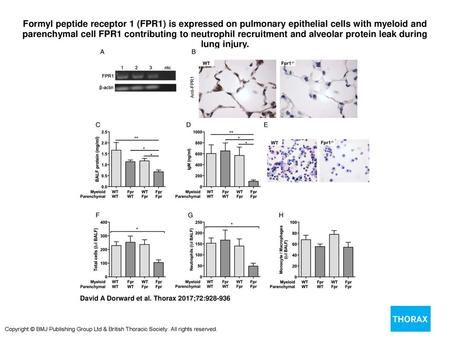 Formyl peptide receptor 1 (FPR1) is expressed on pulmonary epithelial cells with myeloid and parenchymal cell FPR1 contributing to neutrophil recruitment.