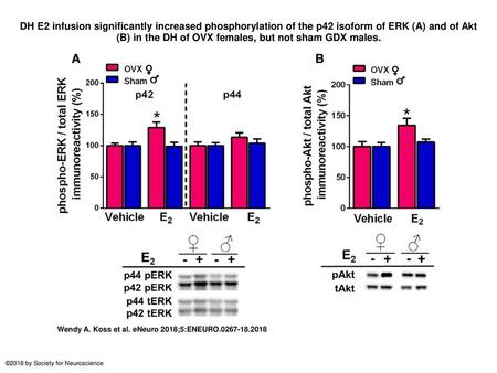 DH E2 infusion significantly increased phosphorylation of the p42 isoform of ERK (A) and of Akt (B) in the DH of OVX females, but not sham GDX males. DH.