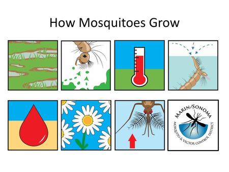How Mosquitoes Grow.