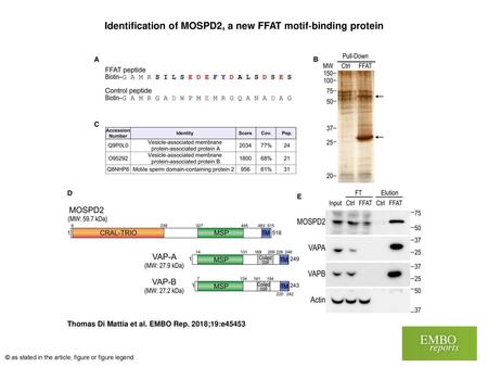 Identification of MOSPD2, a new FFAT motif‐binding protein