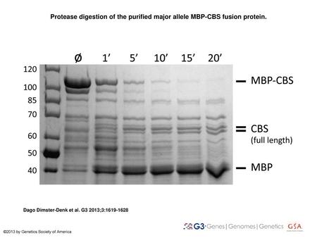 Protease digestion of the purified major allele MBP-CBS fusion protein