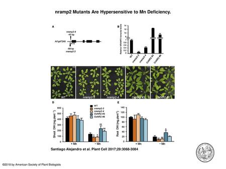 nramp2 Mutants Are Hypersensitive to Mn Deficiency.