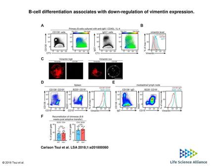 B-cell differentiation associates with down-regulation of vimentin expression. B-cell differentiation associates with down-regulation of vimentin expression.