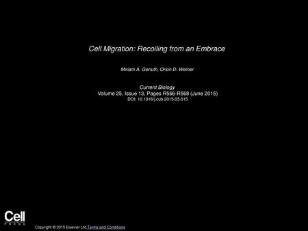 Cell Migration: Recoiling from an Embrace
