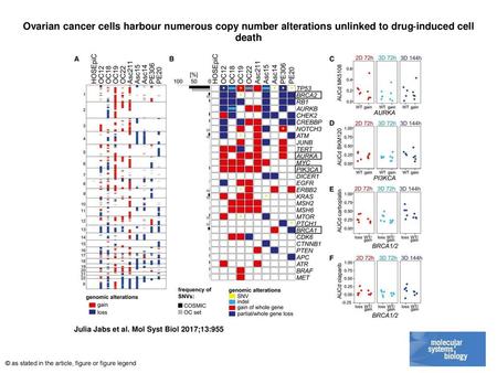 Ovarian cancer cells harbour numerous copy number alterations unlinked to drug‐induced cell death Ovarian cancer cells harbour numerous copy number alterations.