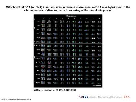 Mitochondrial DNA (mtDNA) insertion sites in diverse maize lines
