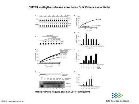 CMTR1 methyltransferase stimulates DHX15 helicase activity.
