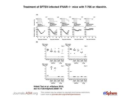 Treatment of SFTSV-infected IFNAR−/− mice with T-705 or ribavirin.