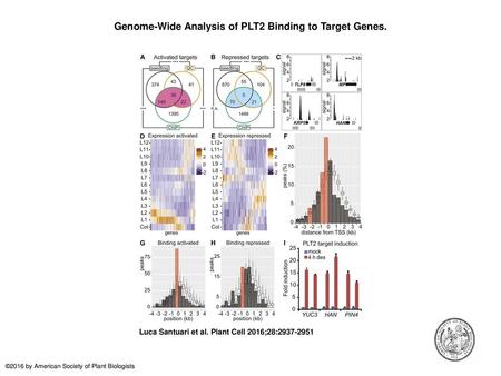 Genome-Wide Analysis of PLT2 Binding to Target Genes.