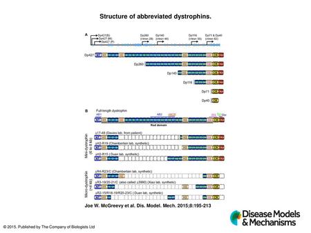 Structure of abbreviated dystrophins.