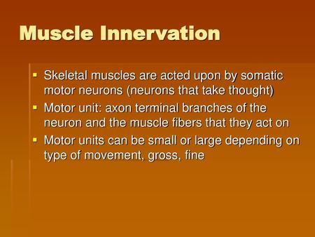 Muscle Innervation Skeletal muscles are acted upon by somatic motor neurons (neurons that take thought) Motor unit: axon terminal branches of the neuron.