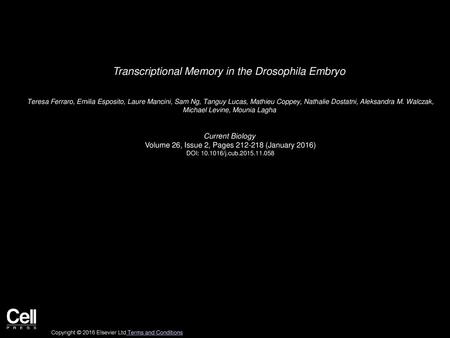 Transcriptional Memory in the Drosophila Embryo