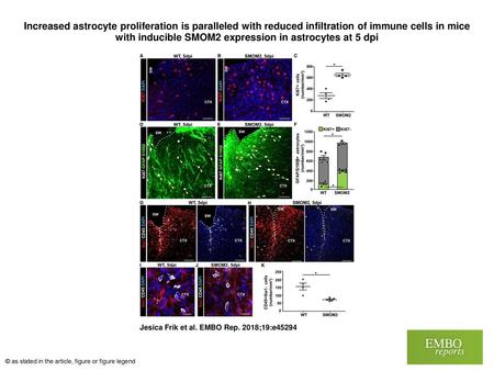Increased astrocyte proliferation is paralleled with reduced infiltration of immune cells in mice with inducible SMOM2 expression in astrocytes at 5 dpi.