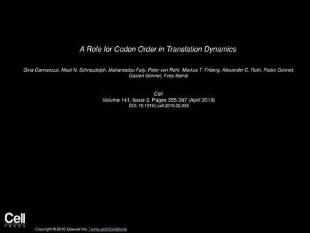 A Role for Codon Order in Translation Dynamics