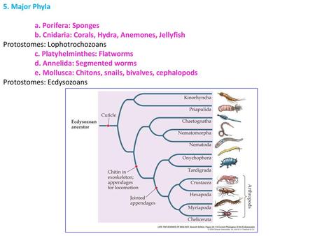 Platyhelminthes jellemzői ppt Platyhelminthes flatworms ppt