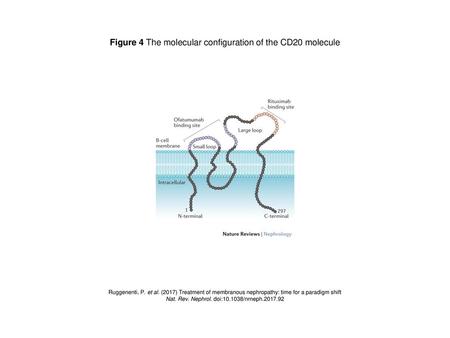 Figure 4 The molecular configuration of the CD20 molecule