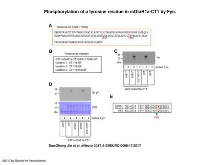 Phosphorylation of a tyrosine residue in mGluR1a-CT1 by Fyn.