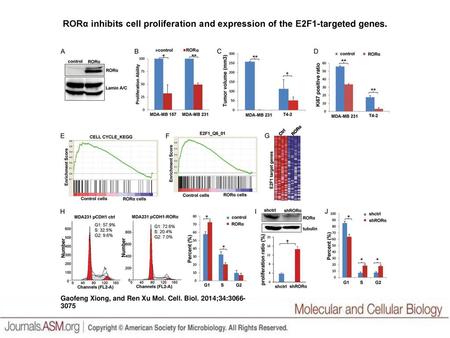 RORα inhibits cell proliferation and expression of the E2F1-targeted genes. RORα inhibits cell proliferation and expression of the E2F1-targeted genes.