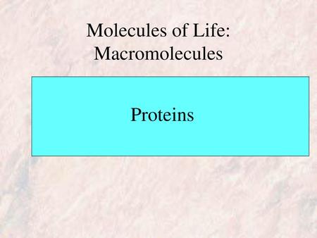 Molecules of Life: Macromolecules