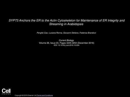 SYP73 Anchors the ER to the Actin Cytoskeleton for Maintenance of ER Integrity and Streaming in Arabidopsis  Pengfei Cao, Luciana Renna, Giovanni Stefano,