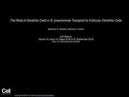 The Role of Dendritic Cells in S