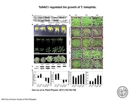TsNAC1 regulated the growth of T. halophila.