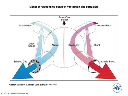 Model of relationship between ventilation and perfusion.