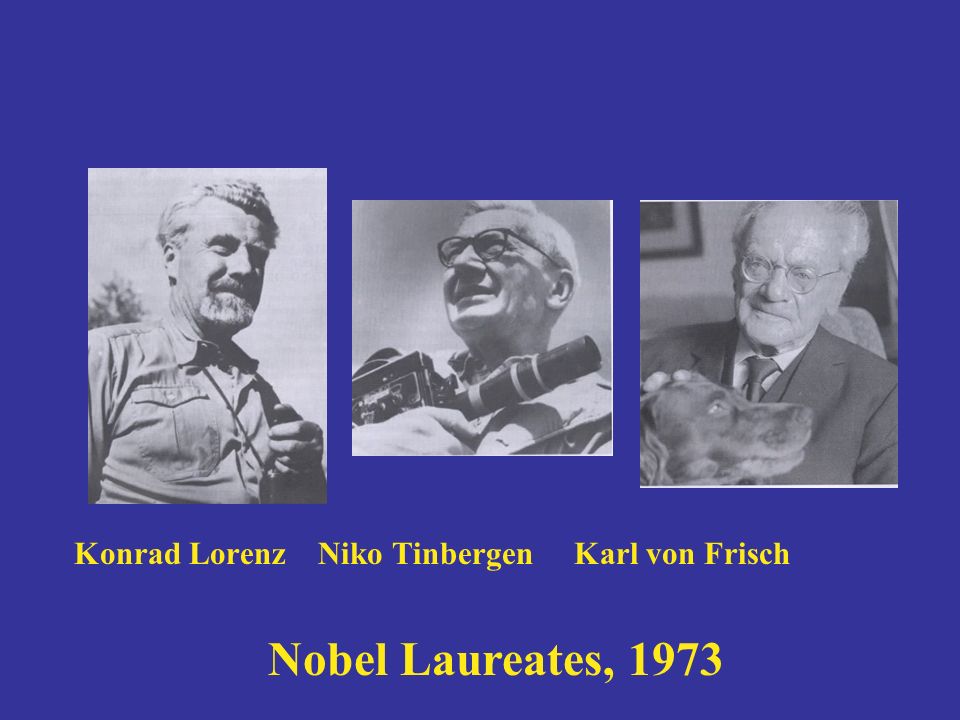 Konrad Lorenz Niko Tinbergen Karl von Frisch - ppt video online download