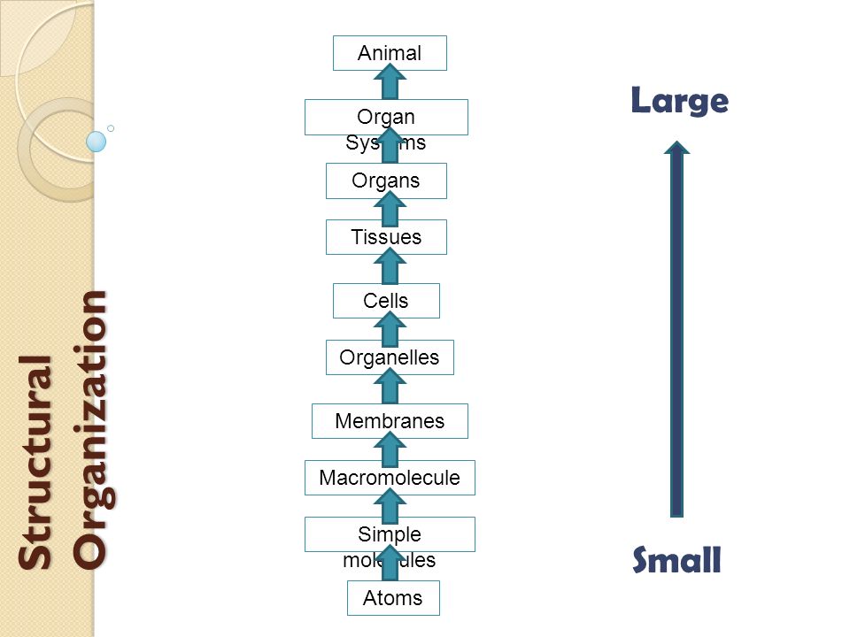 Structural Organization Atoms Simple molecules Macromolecule s Membranes Organelles  Cells Tissues Organs Organ Systems Animal Small Large. - ppt download