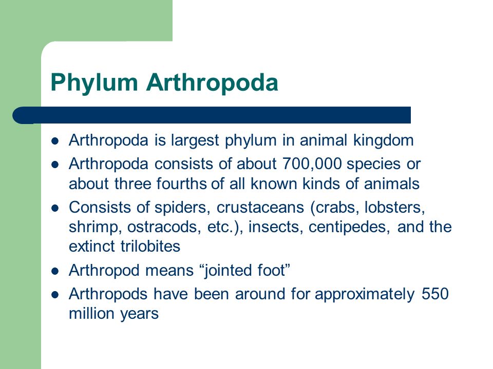 Phylum Arthropoda Arthropoda is largest phylum in animal kingdom - ppt video online download Phylum Arthropoda Arthropoda is largest phylum in animal kingdom - ppt video online download
