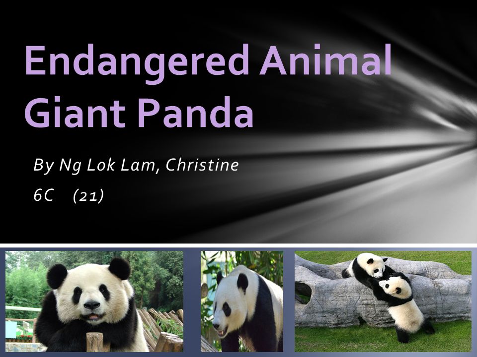 Endangered Animal Giant Panda - ppt video online download