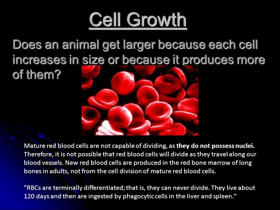 Cell Growth Does an animal get larger because each cell increases in size  or because it produces more of them? Mature red blood cells are not capable  of. - ppt download