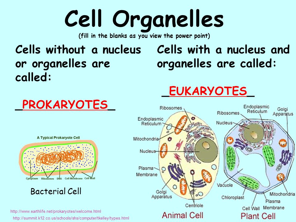 Cell Organelles (fill in the blanks as you view the power point) - ppt  video online download