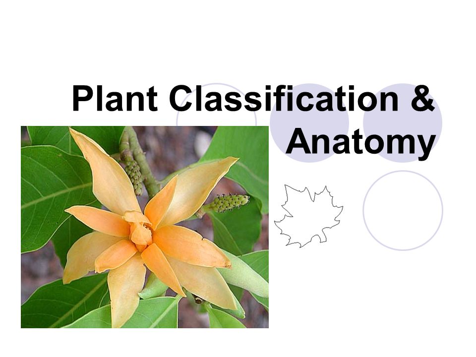 Plant Classification Anatomy Ppt Video Online Download