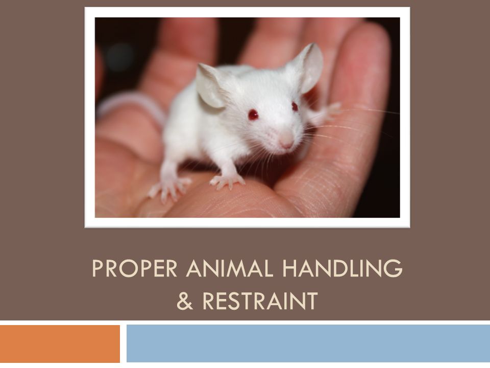 Proper animal handling & Restraint - ppt video online download