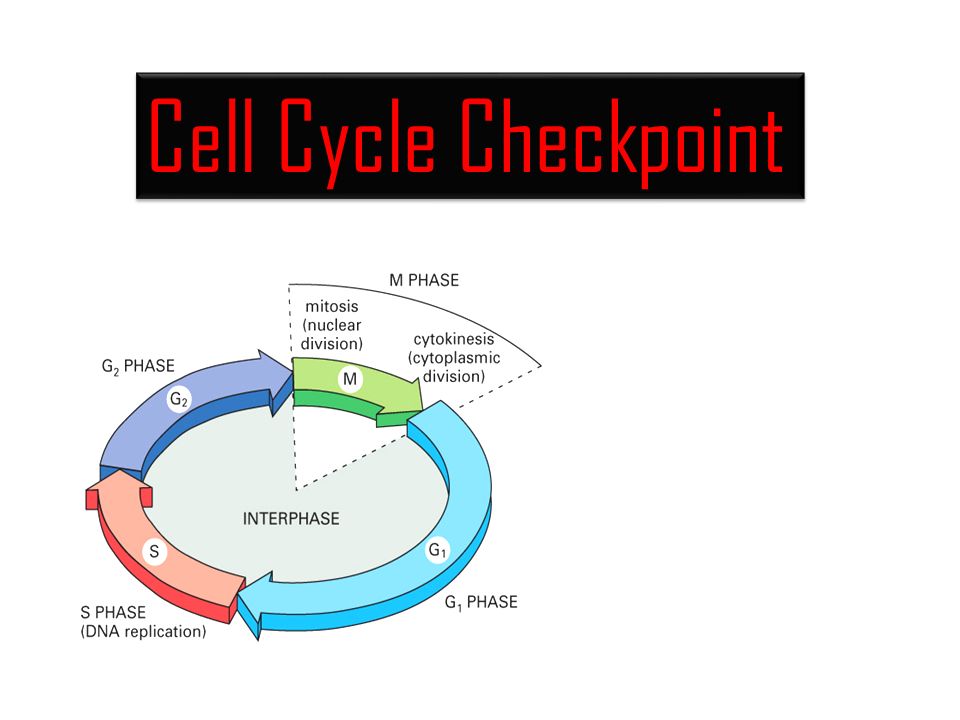 Cell Cycle Checkpoints Diagram Biology Diagrams