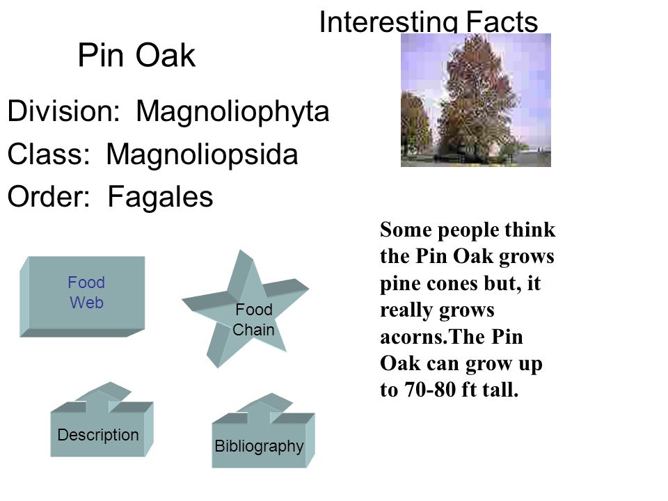 Pin em Interesting facts