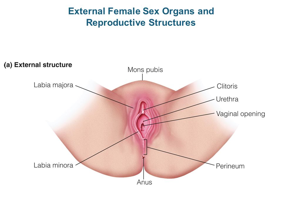 External Female Sex Organs and Reproductive Structures - ppt video