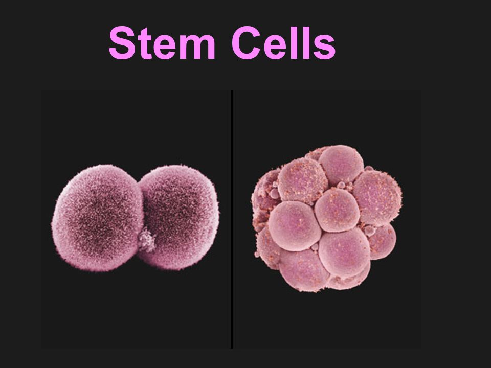Stem Cells. - ppt video online download