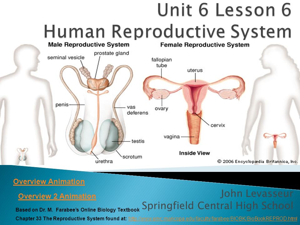 Unit 6 Lesson 6 Human Reproductive System - ppt video online download
