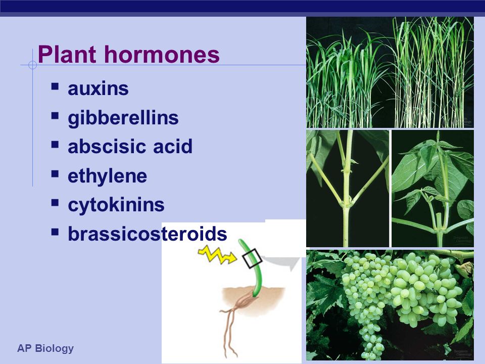 PLANT HORMONES. - ppt download