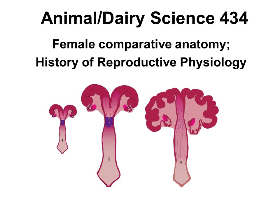 Female comparative anatomy; History of Reproductive Physiology - ppt video  online download