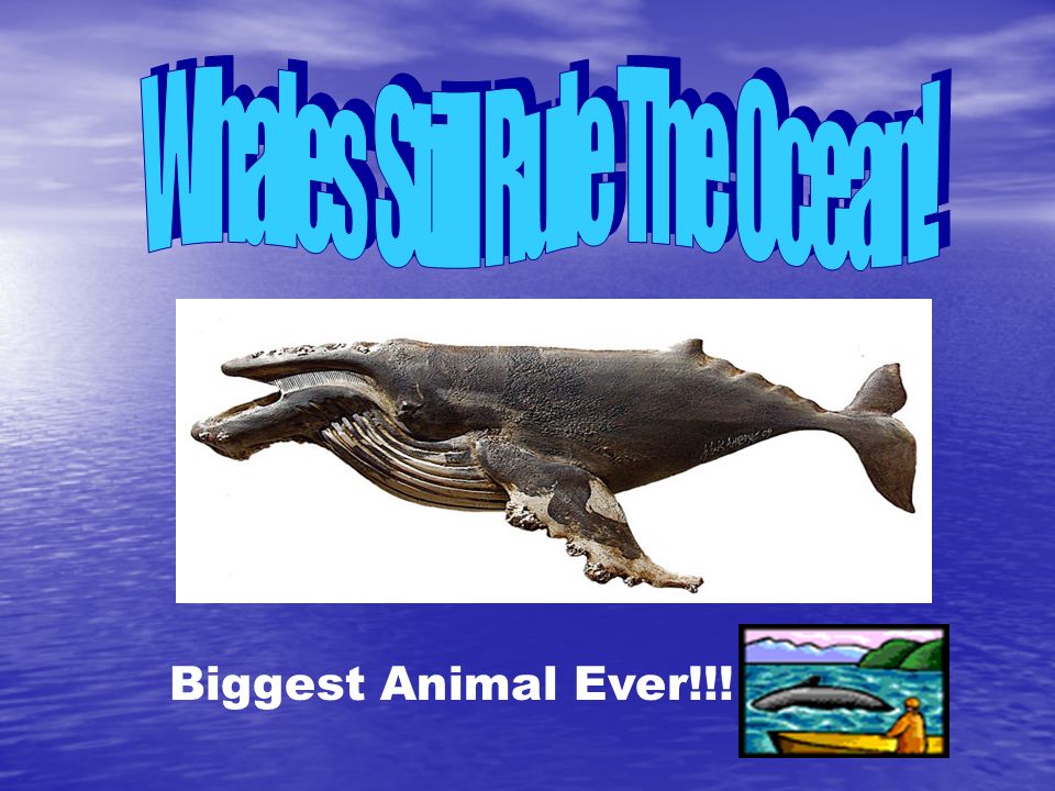 Whales Still Rule The Ocean! - ppt video online download