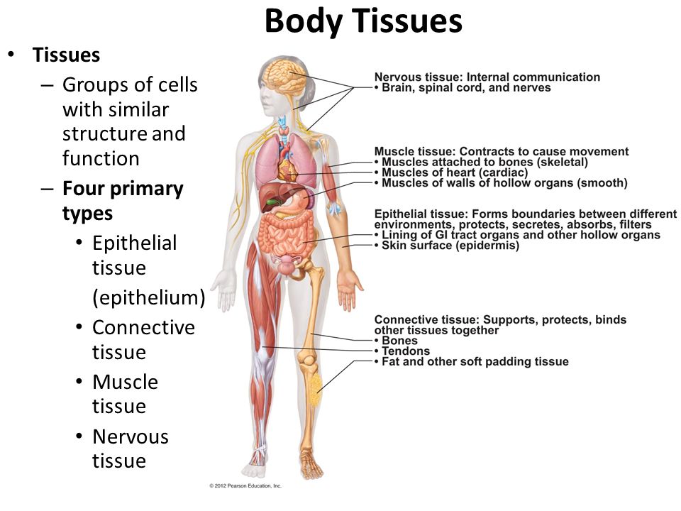 Body Tissues Tissues Groups of cells with similar structure and function  Four primary types Epithelial tissue (epithelium) Connective tissue Muscle  tissue. - ppt video online download
