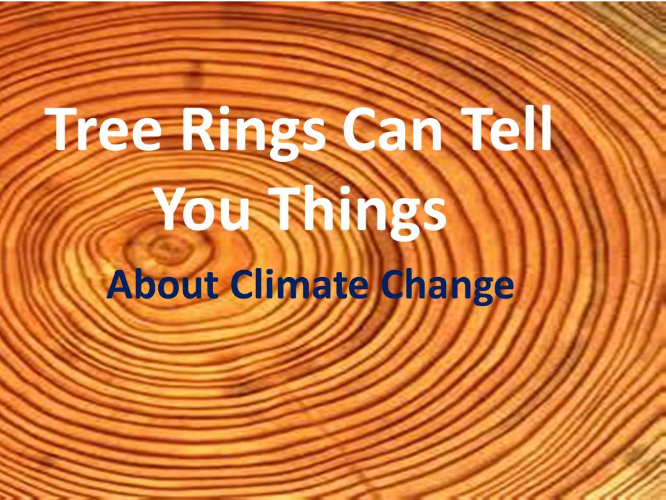Chronicles of the Rings: What Trees Tell Us - The New York Times